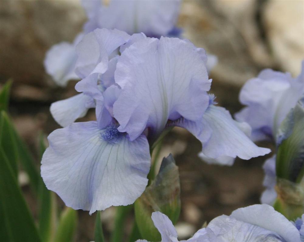 Iris pumila Light Blue